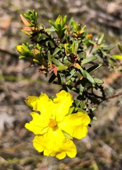 Hibbertia devitata