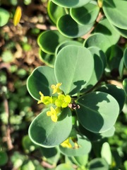 Wikstroemia retusa