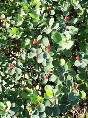Wikstroemia retusa