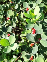 Wikstroemia retusa