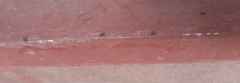 Formicidae