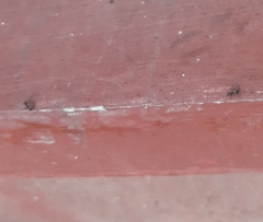 Formicidae