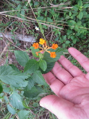 Lantana × strigocamara
