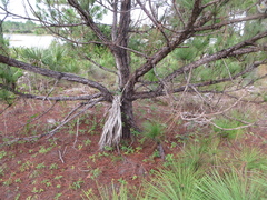 Pinus