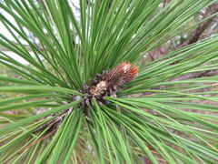 Pinus