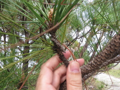 Pinus