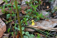 Hibbertia appressa