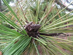 Pinus