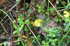 Hibbertia appressa