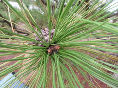 Pinus