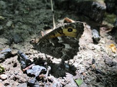 Hipparchia volgensis