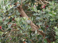 Zosterops lateralis chloronotus