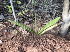 Curculigo orchioides