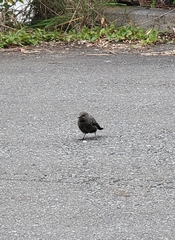 Monticola solitarius