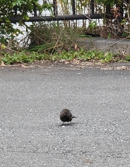 Monticola solitarius