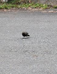Monticola solitarius