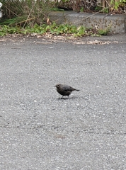 Monticola solitarius