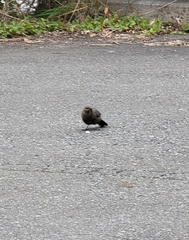 Monticola solitarius