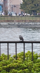 Monticola solitarius