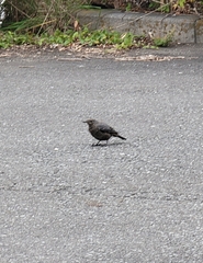 Monticola solitarius