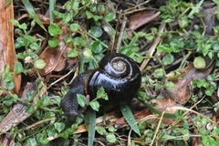 Victaphanta compacta
