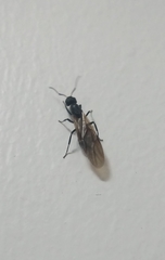 Camponotus
