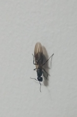 Camponotus