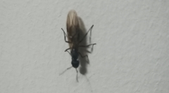 Camponotus