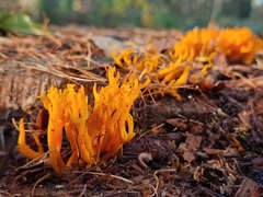 Calocera viscosa