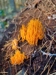 Calocera viscosa