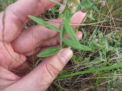 Asemeia grandiflora