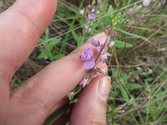 Asemeia grandiflora