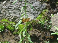 Neurothemis ramburii