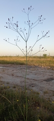 Eryngium ebracteatum