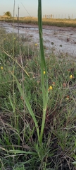 Eryngium ebracteatum