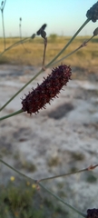 Eryngium ebracteatum