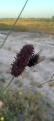 Eryngium ebracteatum