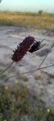 Eryngium ebracteatum