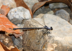 Austroargiolestes elke