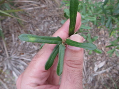 Quercus minima