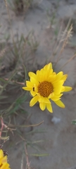 Grindelia scorzonerifolia