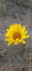 Grindelia scorzonerifolia