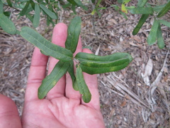 Quercus minima