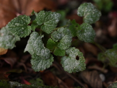 Neoerysiphe galeopsidis