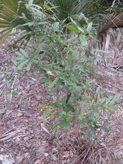 Quercus minima