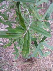 Quercus minima