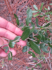 Quercus minima