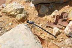 Austroargiolestes elke