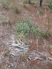 Quercus minima