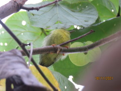 Anthreptes malacensis